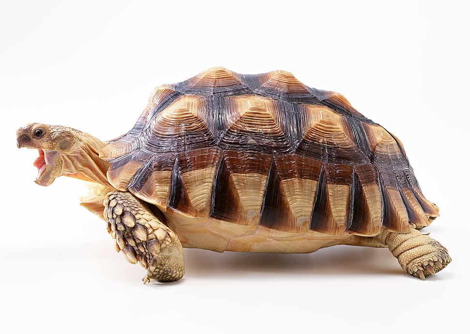 Indian Star Tortoise on white surface HD wallpaper